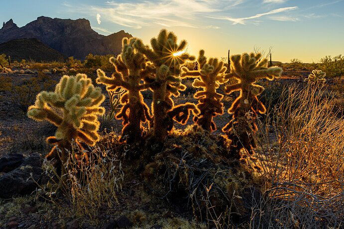 Teddy-bear Chollas - KOFA NWR, AZ