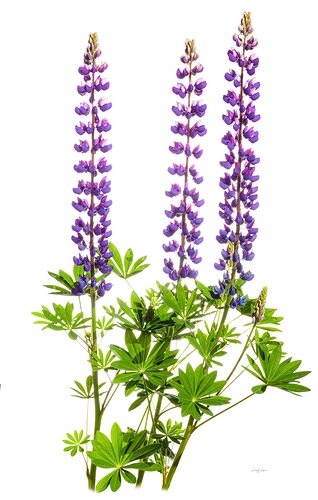 Lupinus  spp.   (Cultivated)