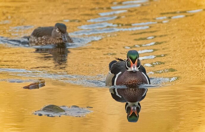 Wood-Duck-pair-copy