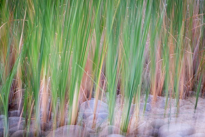 dcampbell-icm-typha-on-rocks-arapahoe-bend-2025-web.jpg