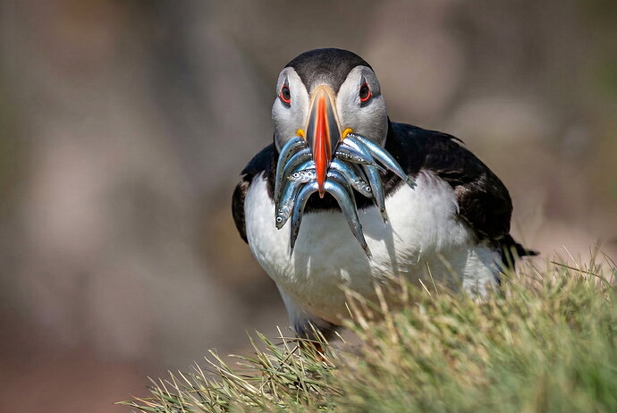 FireflyGemini FlashPut 8 tiny fish in the mouth of the puffin 937077 copy