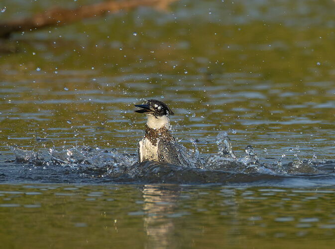 Belted Kingfisher 90.jpg