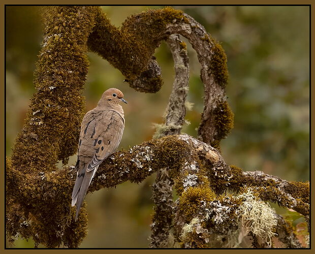 Mourning Dove-NPN.jpg