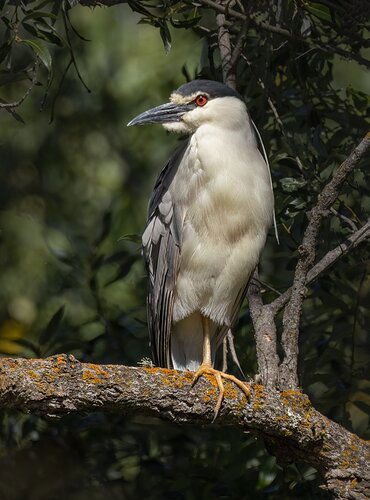 Black-crowned Night Heron