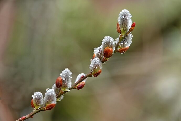 PussyWillows