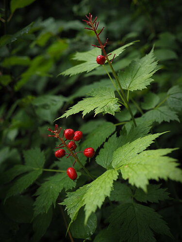 Revision 1 - Berries_edited.jpg