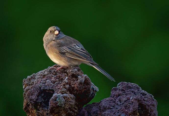 warm-junco-Edit-copy-ps