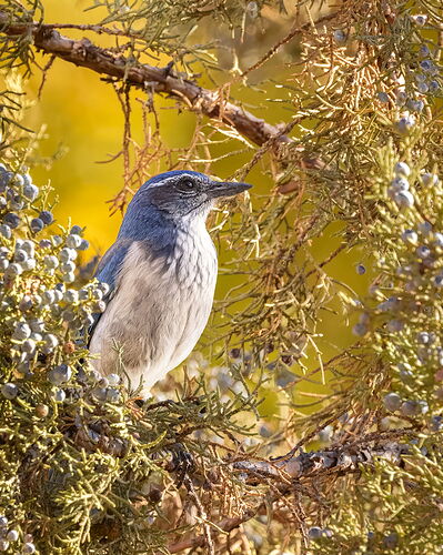 California Scrub Jay-NPN3.jpg