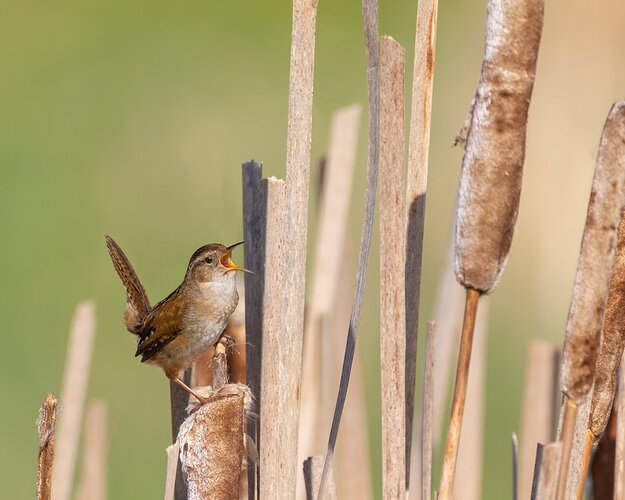 Marsh Wren-8565-Edit-2