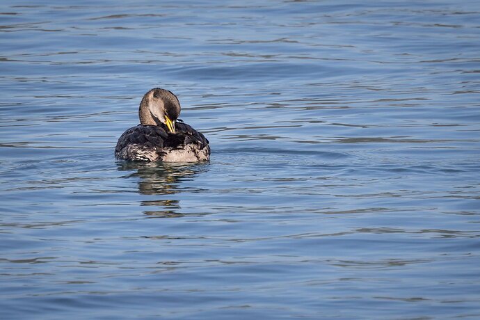 Original - "A Quiet Moment" Red-necked Grebe-NPN.jpg