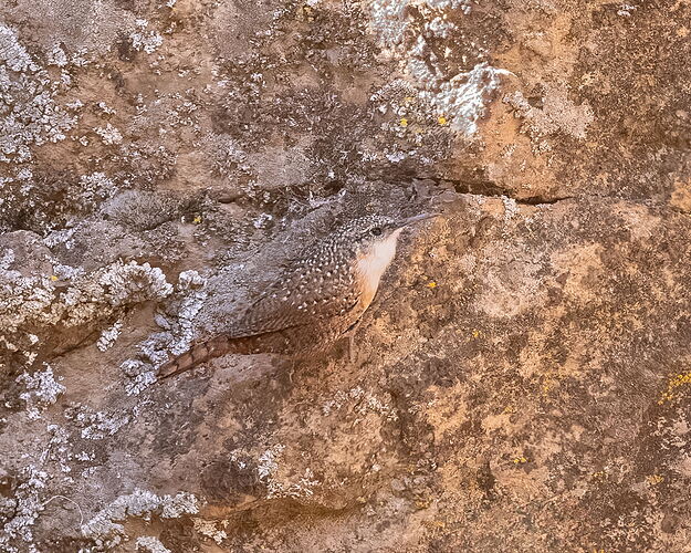 Canyon Wren-NPN-2