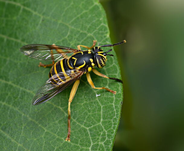 Spilomyialongicornis.jpg