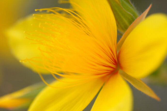 Hypericum copy 3XN.jpg