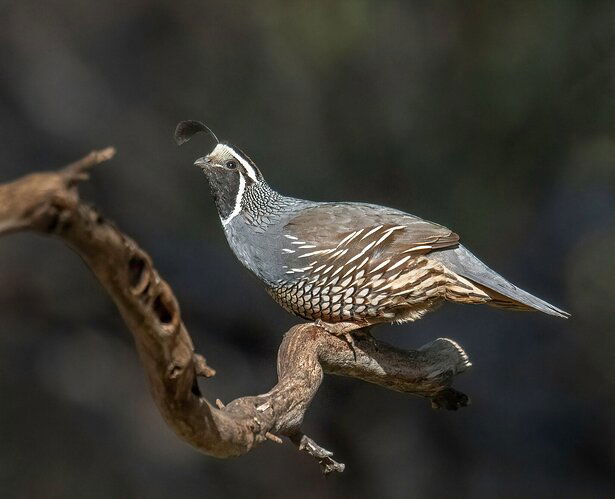 CA Quail