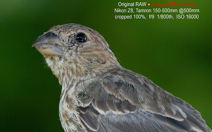 2-56ZE_2643-2_OrigRAW-ACR-Denoise-cropped100
