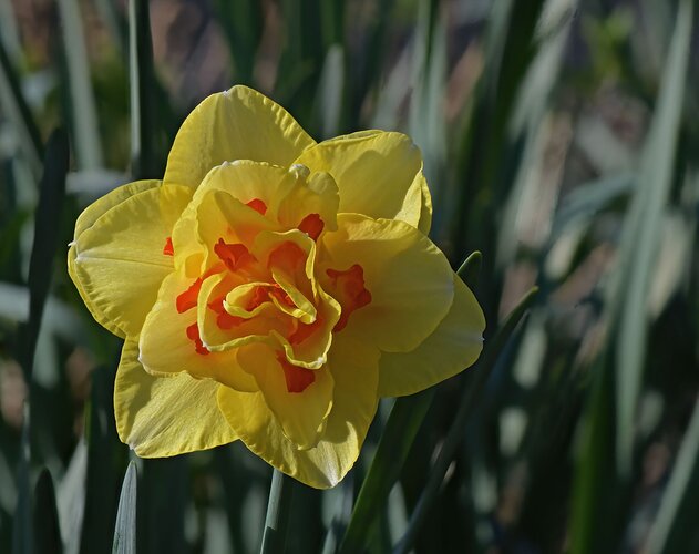 Daffodil