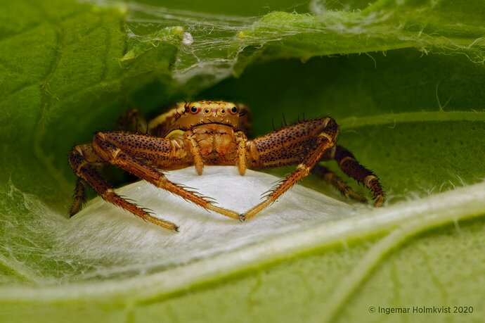 Guarding the nest