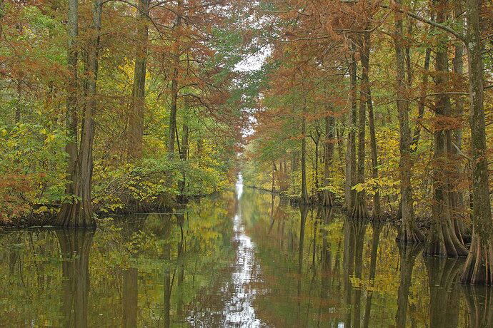 Cypress Swamp - NPN 2