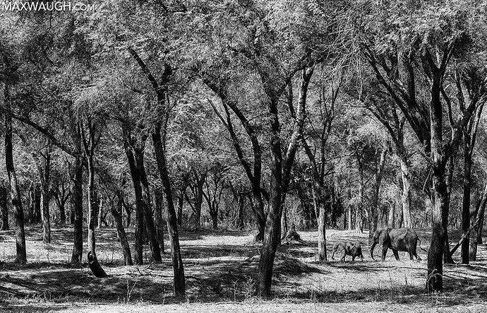 Elephants in the Winterthorn Forest