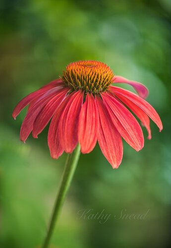 red coneflower