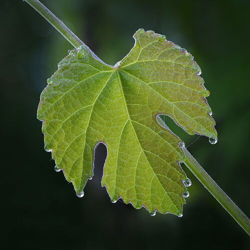 2025-05-13-08.34.31 ZS PMax-Edit-Edit.jpg