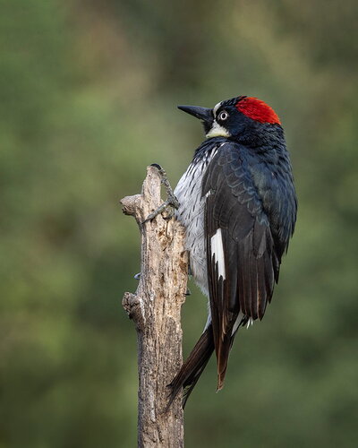_49A8278-Edit.jpg
