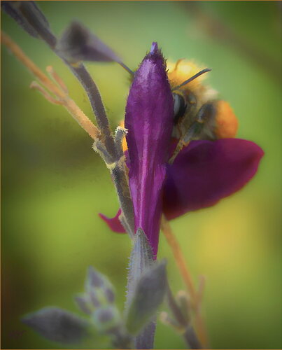 Revision 1 - Huw bee small-03314-studioorton.jpg