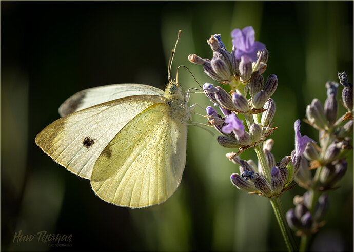 Original - small white 20260809-DSC01293.jpg