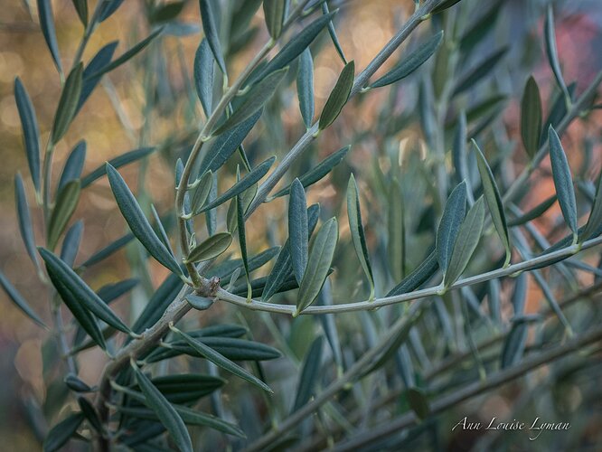 Olive Branch