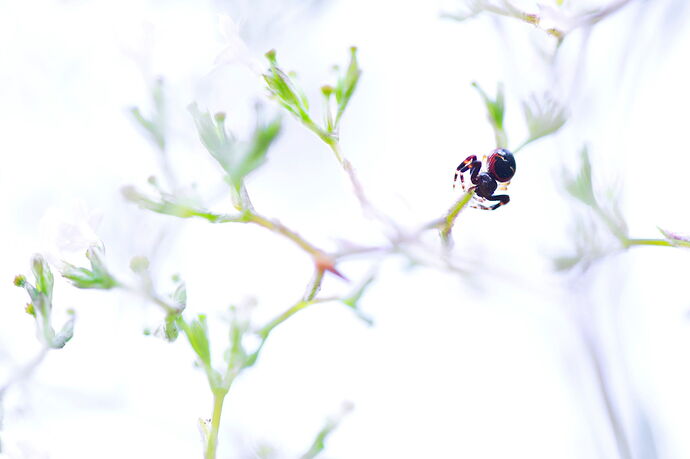 Macro Compositions 2