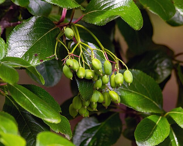 Rusty Blackhaw Berries