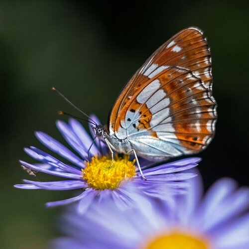 Butterfly-on-Aster