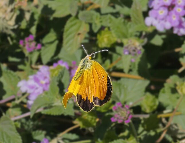 PA252438 Print Crop-NPN.jpg