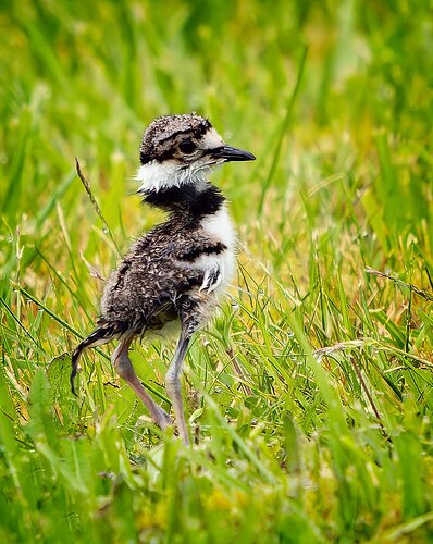 kildeer-baby-2-copy