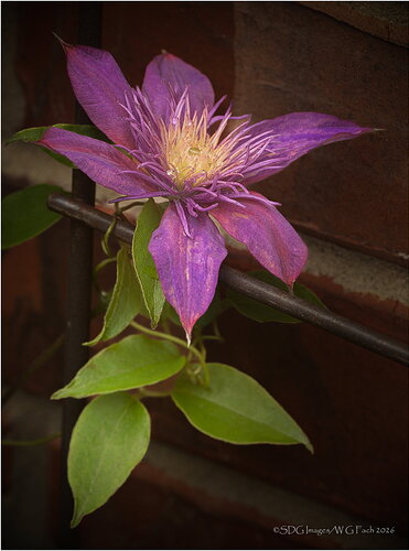 Wallflower