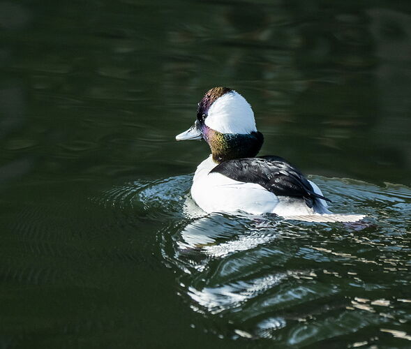 BUFFLEHEAD.jpg