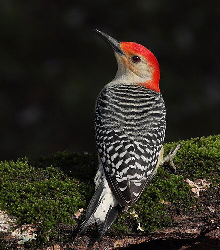 Red-bellied Woodpecker, male