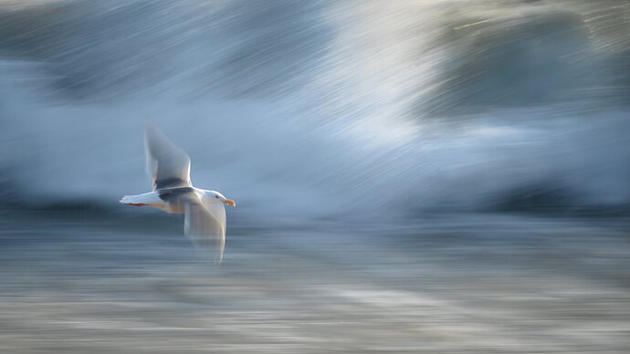 Surf Gull.jpg