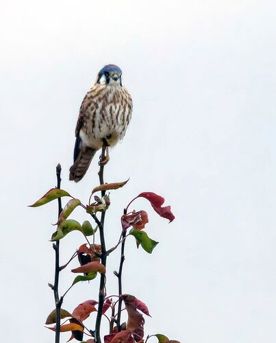 kestral-3-topaz-upscale-2.8x-color copy