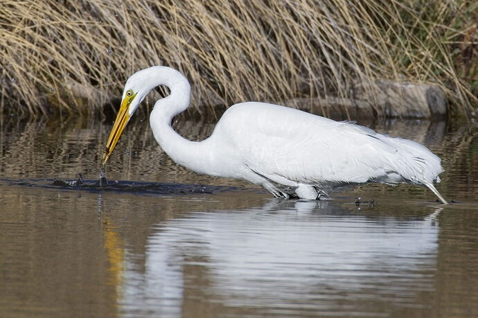 GreatEgret-_12A9578.jpg