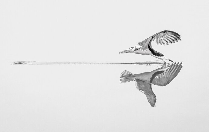 Black (& White) Skimmer