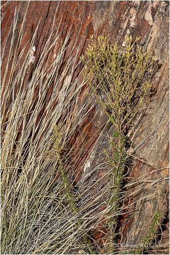 Petrified-Floor-3263A77-25