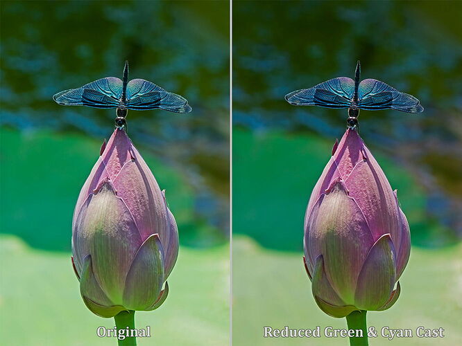 Butterfly Dragonfly Comparison