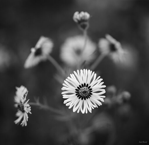 20250625_070113_Z826357