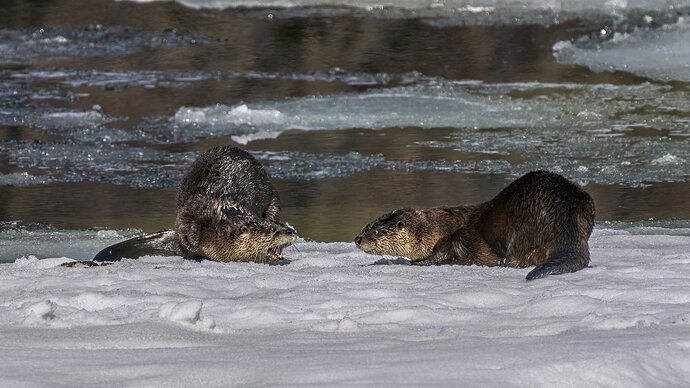 Land Otter Spring Fling #1