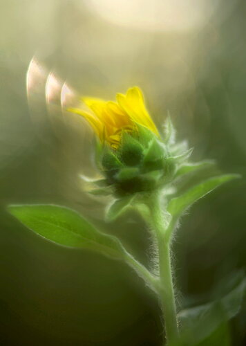 Original - Sunflower Kiss 864A2144.jpg