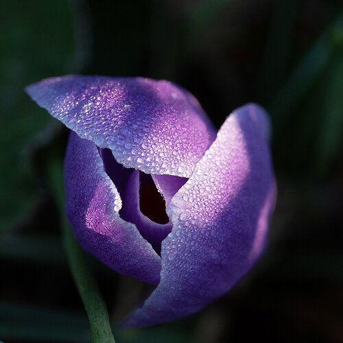 Crocus in first morning light