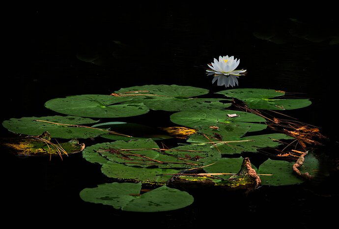 Lily Pad 67.jpg