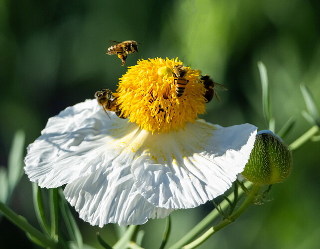 BEES.jpg