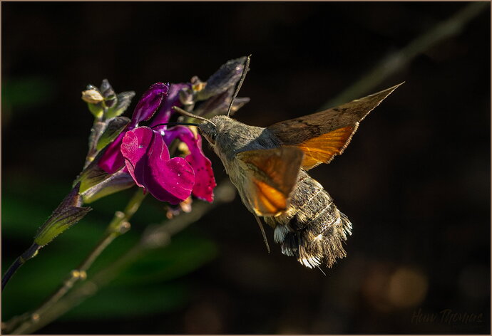 Original - Hawkmoth-20260924-DSC04807.jpg